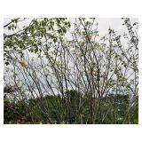 Serviceberry Clump Autumn Brilliance 8