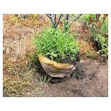 Serviceberry Clump Autumn Brilliance 8