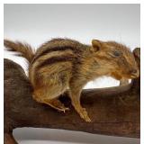 Taxidermy Pair of Mounted Chipmunks on Driftwood