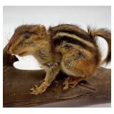 Taxidermy Pair of Mounted Chipmunks on Driftwood