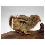 Taxidermy Pair of Mounted Chipmunks on Driftwood