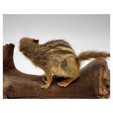 Taxidermy Pair of Mounted Chipmunks on Driftwood