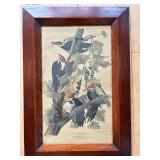1948 Framed Pileated Woodpecker Print by R. Havell