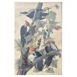 1948 Framed Pileated Woodpecker Print by R. Havell