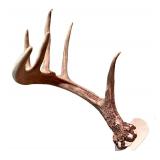 Decorative Antler Mount with Beaded Design