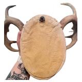 Decorative Antler Mount with Beaded Design