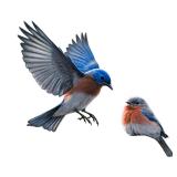 Limited Edition Print "Summer Morning Bluebirds" by Joseph Hautman