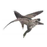 Framed Japanese Artwork of Birds in Flight