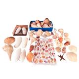 Large Assorted Seashell Collection with Starfish and Shell Identification Chart
