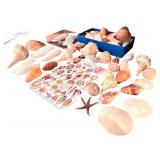 Large Assorted Seashell Collection with Starfish and Shell Identification Chart