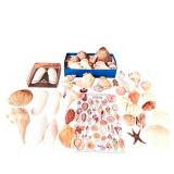 Large Assorted Seashell Collection with Starfish and Shell Identification Chart
