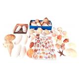 Large Assorted Seashell Collection with Starfish and Shell Identification Chart