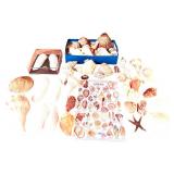 Large Assorted Seashell Collection with Starfish and Shell Identification Chart