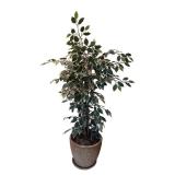 Artificial Ficus Tree in Decorative Pot