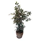 Artificial Ficus Tree in Decorative Pot