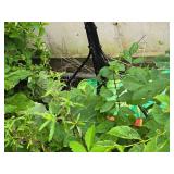 Vintage Horse Buggy Vintage Horse Buggy