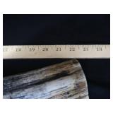 SCRIMSHAW POSSIBLE WALRUS TUSK? SCRIMSHAW POSSIBLE WALRUS TUSK?