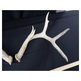 ANTLERS ANTLERS