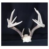 10PT WHITE TAIL DEER ANTLERS 10PT WHITE TAIL DEER ANTLERS