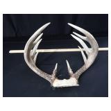 10PT WHITE TAIL DEER ANTLERS 10PT WHITE TAIL DEER ANTLERS
