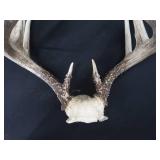 10PT WHITE TAIL DEER ANTLERS 10PT WHITE TAIL DEER ANTLERS