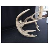 10PT WHITE TAIL DEER ANTLERS 10PT WHITE TAIL DEER ANTLERS