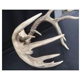10PT WHITE TAIL DEER ANTLERS 10PT WHITE TAIL DEER ANTLERS