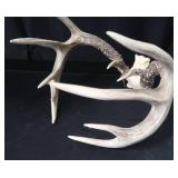 10PT WHITE TAIL DEER ANTLERS 10PT WHITE TAIL DEER ANTLERS