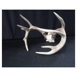 10PT WHITE TAIL DEER ANTLERS 10PT WHITE TAIL DEER ANTLERS