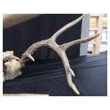 10PT WHITE TAIL DEER ANTLERS 10PT WHITE TAIL DEER ANTLERS