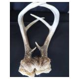 8 ASSORTED SM TRAPS / ANTLERS 8 ASSORTED SM TRAPS / ANTLERS