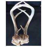 8 ASSORTED SM TRAPS / ANTLERS 8 ASSORTED SM TRAPS / ANTLERS