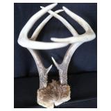 8 ASSORTED SM TRAPS / ANTLERS 8 ASSORTED SM TRAPS / ANTLERS
