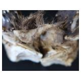 8 ASSORTED SM TRAPS / ANTLERS 8 ASSORTED SM TRAPS / ANTLERS