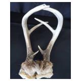 8 ASSORTED SM TRAPS / ANTLERS 8 ASSORTED SM TRAPS / ANTLERS
