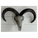 Ram Skull Wall Mount with Curved Horns