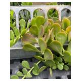 Galvanized Metal Trough Planter with Succulents and Flowers
