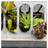 Galvanized Metal Trough Planter with Succulents and Flowers
