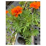 Galvanized Metal Trough Planter with Succulents and Flowers