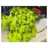 Galvanized Metal Planter Set with Decorative Lantern