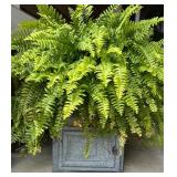 Galvanized Pie Safe with Lush Fern Plant