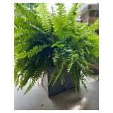 Galvanized Pie Safe with Lush Fern Plant