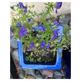 Pair of Blue Glazed Ceramic Planters, One with Purple Flowers