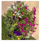 Blue Ceramic Planter with Mixed Annual Flowers