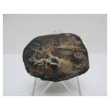 Great Estate Lot of Turtle Back Stones Fossils etc