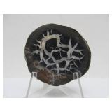 Great Estate Lot of Turtle Back Stones Fossils etc