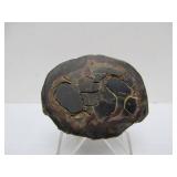 Great Estate Lot of Turtle Back Stones Fossils etc