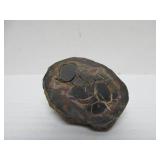 Great Estate Lot of Turtle Back Stones Fossils etc