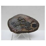 Great Estate Lot of Turtle Back Stones Fossils etc