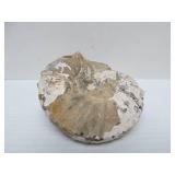 Great Estate Lot of Turtle Back Stones Fossils etc